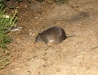 Southern Brown Bandicoot, or Quenda, at night in our campsite in Waychinicup Ntl Pk, WA