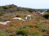 Corellas in flight, near campsite at Osprey Bay