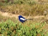 Male White Winged Fairy Wren.  A boring name for a stunning little bird.