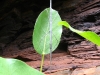 Stick insect on leaf.  Which end is which?