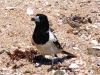 Pied Butcherbird – a friendly, inquisitive resident of East Lewis Island, Dampier Archipelago       
