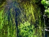 Water plants seen through the crystal-clear waters of Chinderwariner Pool    