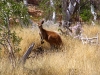 Local resident at Wittenoom Gorge                             