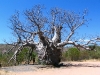 Nirbeeja stands next to the ancient Prison Boab, near Wyndham WA