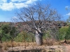 Medium sized Boab in Keep River Ntl Pk, just across the border in the NT