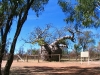 The Prison Boab Tree, near Derby WA