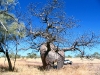 Boab, beside road to Mornington Wilderness Conservancy, the Kimberley WA