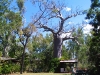 Boab, centre-piece of the garden at Ellenbrae Station, the Kimberley WA