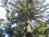 High canopy of Bunya Pine