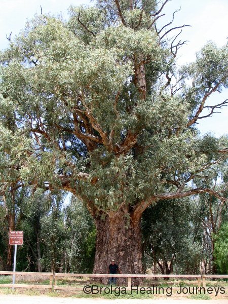 Giant Red Gum near Orroroo, SA