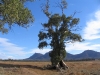 The famous Cazneaux Giant Red Gum, Flinders Ranges National Park, SA