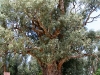 Giant Red Gum near Orroroo, SA