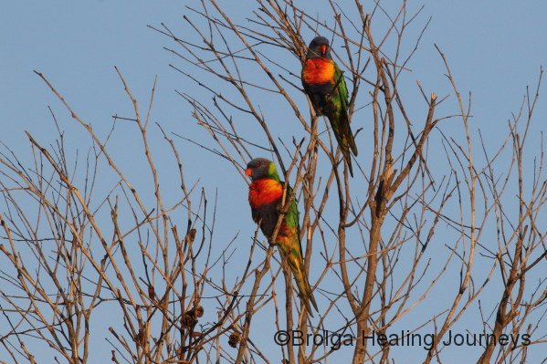 Rainbow Lorikeets near campsite