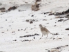 Not sure, could be a Pipit or a Sandpiper