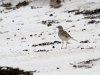 Not sure, could be a Pipit or a Sandpiper