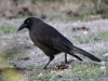 Grey Currawong