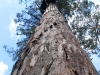 Karri tree - the Bicentennial Tree with its terrifying spiral ladder of spikes.