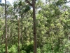 View across the Karri forest from the Bicentennial Tree.