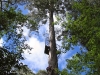 Nirbeeja negotiates the second half of the climb up the tree.