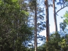 Virgin Karri forest, Warren National Park WA