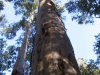 The towering straight trunk of a Karri