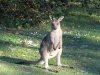 Eastern Grey Kangaroo joey, Hat Head National Park, NSW