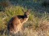 Eastern Grey Kangaroo, Crowdy Bay Ntl Pk, NSW