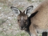 Close-up, female Western Grey Kangaroo, a regular visitor to the campground, Innes Ntl Pk, Sth Aust