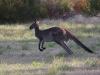 On your marks! Western Grey Kangaroo, Innes Ntl Pk