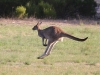 Go!  Western Grey Kangaroo, Innes Ntl Pk