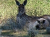 Western Grey Kangaroo with joey in pouch, Mungo Ntl Pk NSW