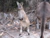 Western Grey Kangaroo, joey, Northcliffe, SW WA