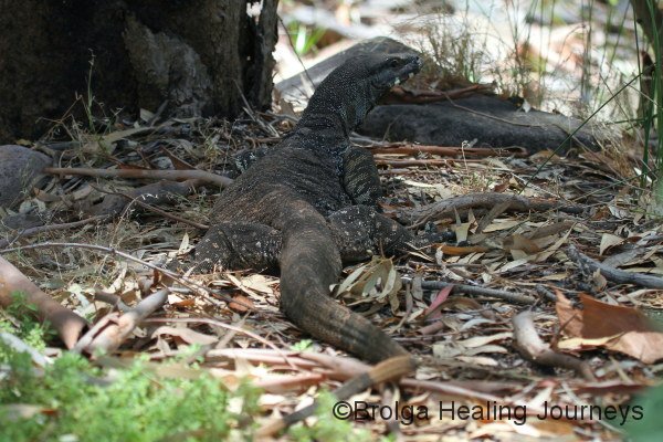 Heath Monitor - a regular campsite visitor