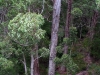 View from the Tree Top Walk near Walpole WA.  Giant Tingle Tree ascends to the clouds.