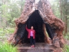 Nirbeeja stands in the base of a Red Tingle Tree.  The base hollows as the tree ages.