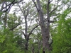 Walkers dwarfed by Tingle Trees