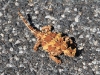 Our first sighting of a wild Thorny Devil.  On the road near Uluru