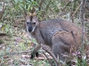 Swamp Wallaby, Warrumbungle Ntl Pk, NSW