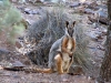 Yellow Footed Rock Wallaby, Warrens Gorge, near Quorn, SA