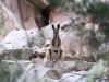 Yellow-Footed Rock Wallaby watches us watching it. >t Remarkable Ntl Pk