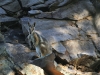 A Yellow Footed Rock Wallaby looks on, late afternoon, Mt Remarkable Ntl Pk