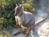 Not sure if this was a young Wallaroo or Swamp Wallaby!  Crowdy Bay Ntl Pk, NSW