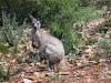 Our first confirmed sighting of a Wallaroo.  Mt Remarkable Ntl Pk, SA