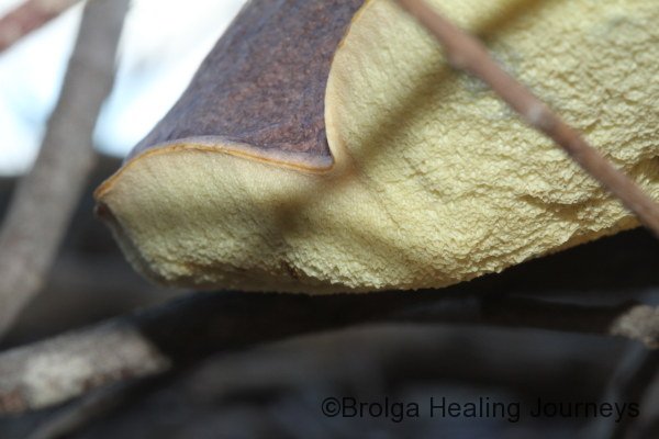 Close-up of the underside of the Fleshy-pore Fungus.  Truth in naming! 